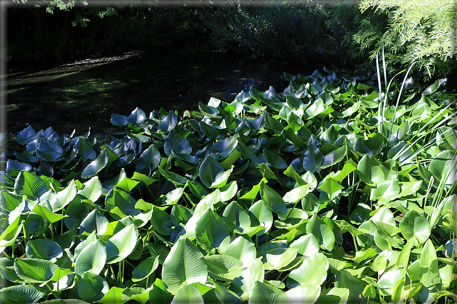 foto Giardini Trauttmansdorff - Boschi del Mondo